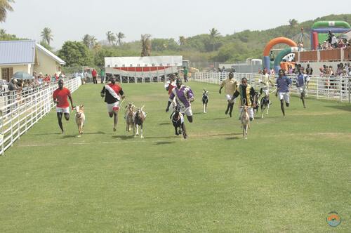 Goat Racing at Buccoo